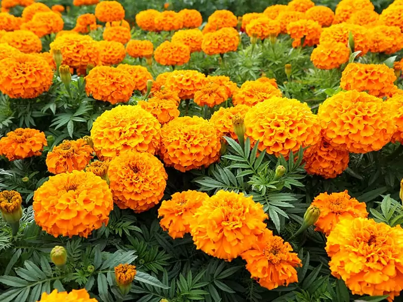 Orange Marigold