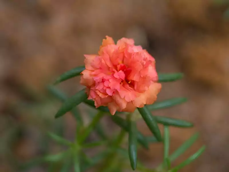 Orange Moss Rose