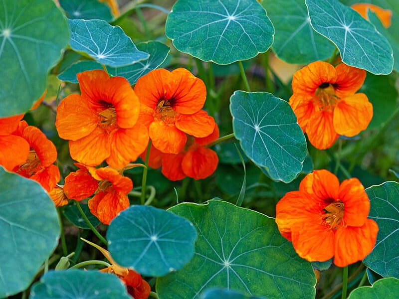 Orange Nasturtium