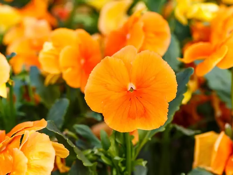 Orange Pansy