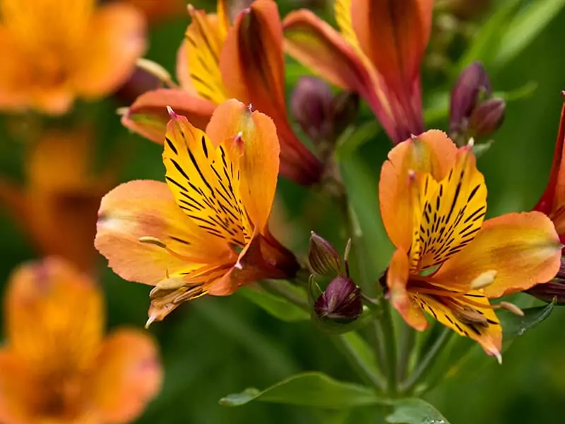 Orange Peruvian Lily