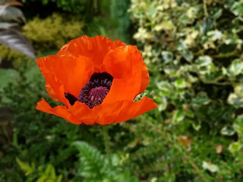 Orange Poppy