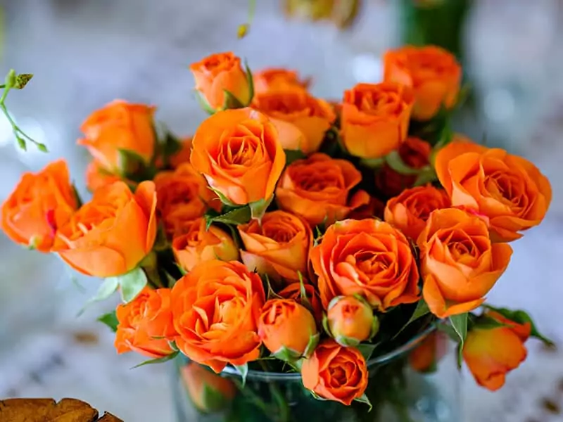 Orange Rose