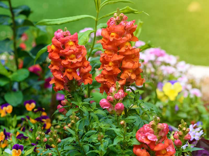 Orange Snapdragon