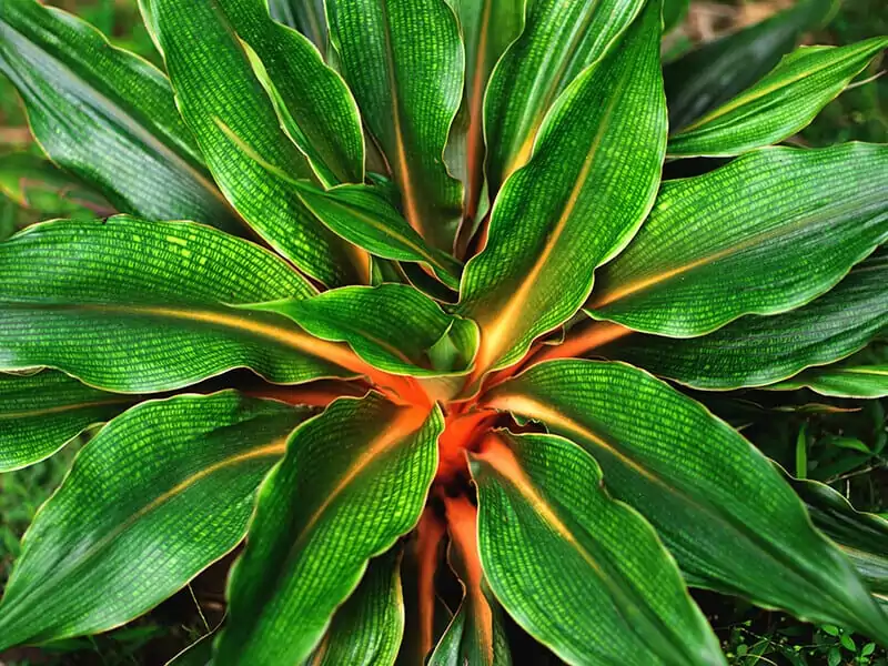 Orange Spider Plant