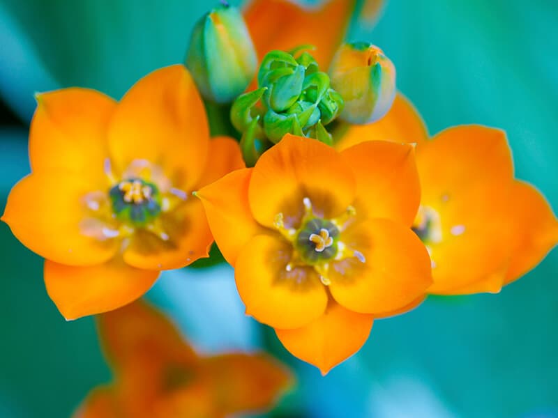 Orange Star Flower