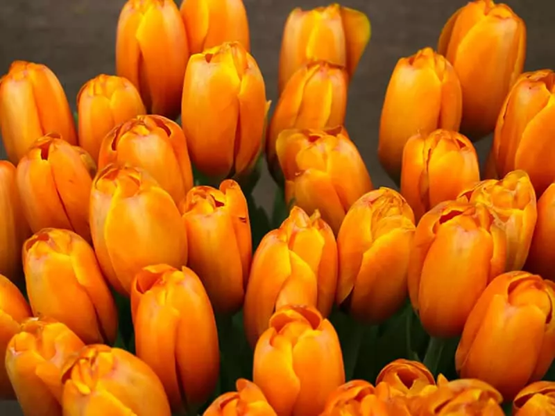 Orange Tulip