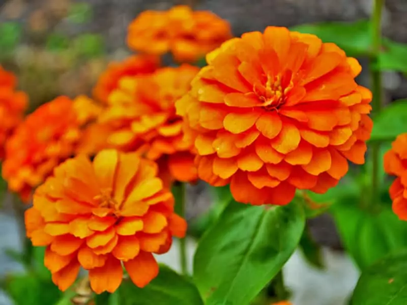 Orange Zinnia