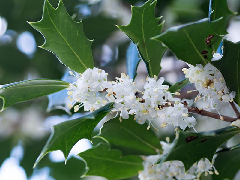 Osmanthus Heterophyllus