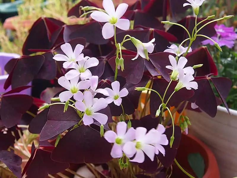 Oxalis