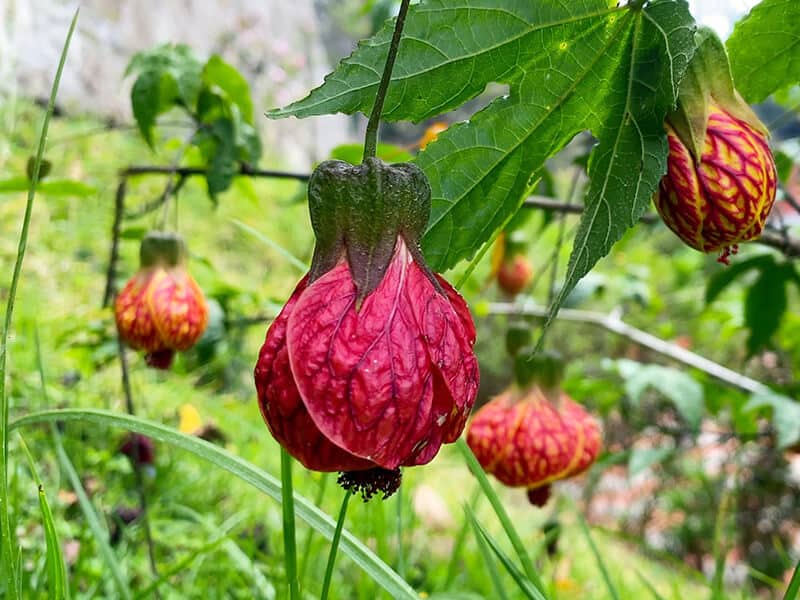 Painted Abutilon