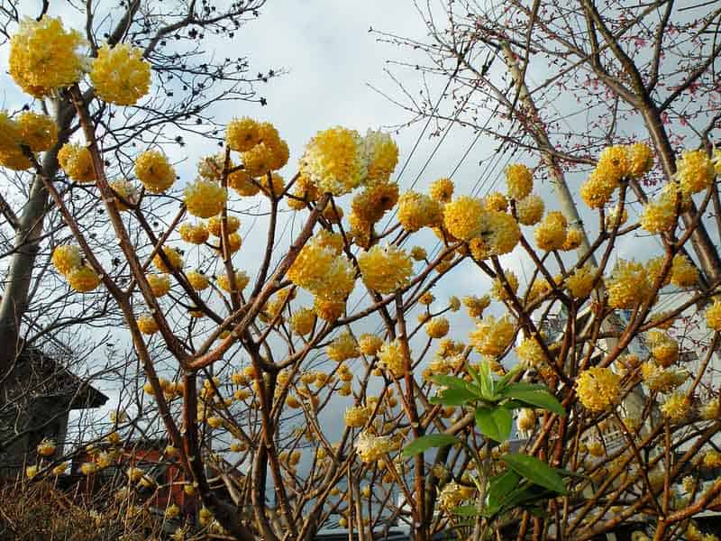 Paperbush Plant