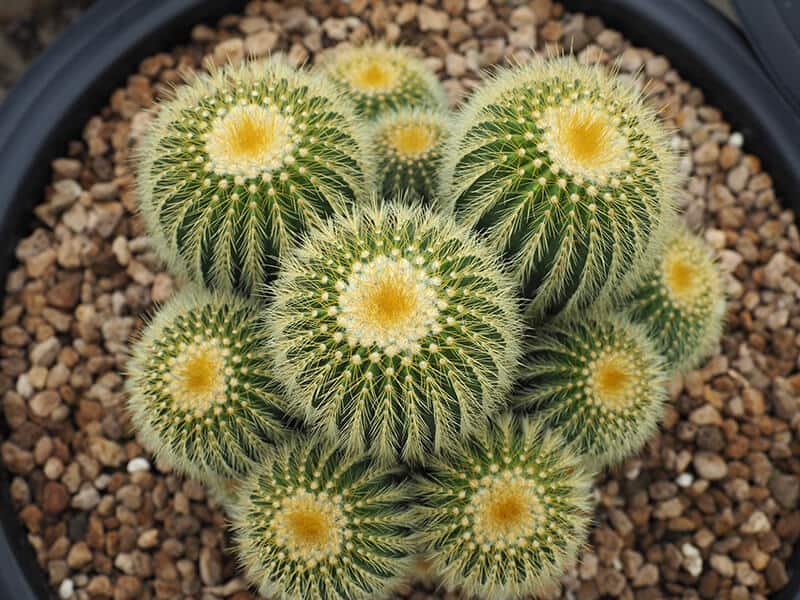 Parodia Cactus