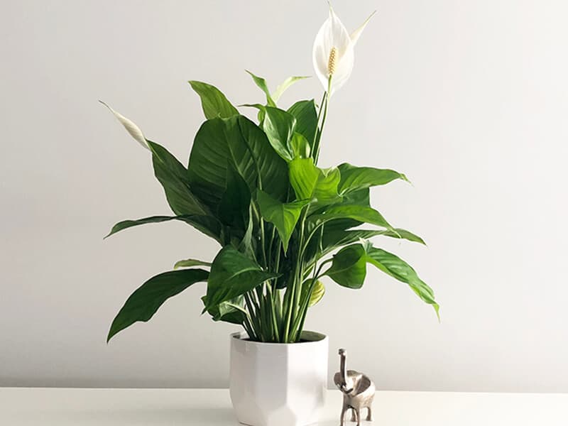 Peace Lily