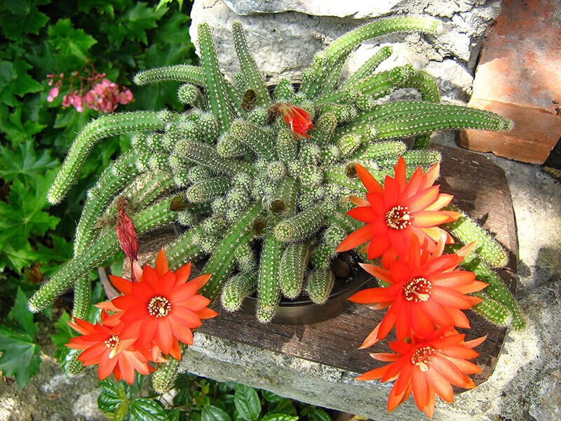 Peanut Cactus Flower
