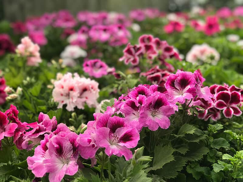 Pelargonium Flowers