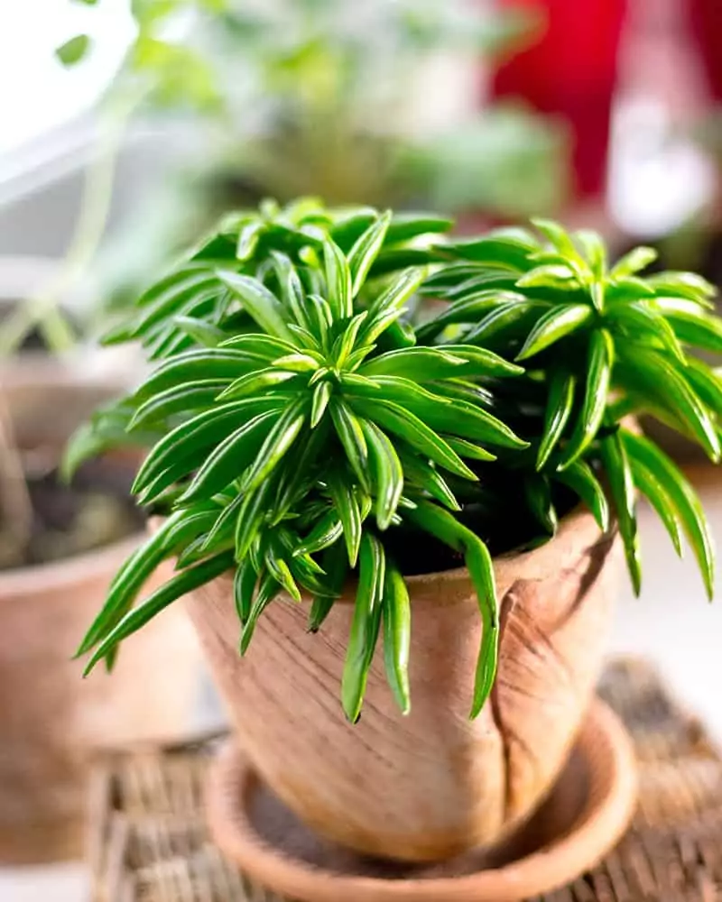 Peperomia Ferreyrae