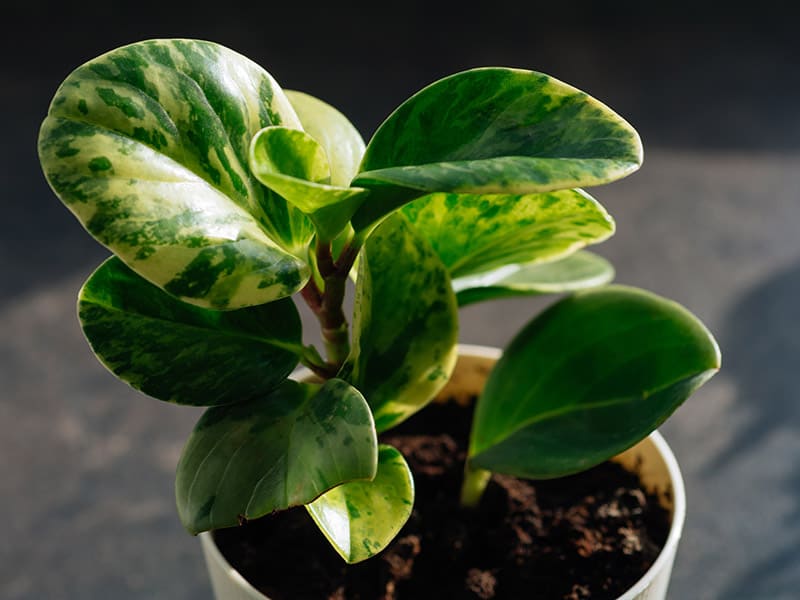 Peperomia Obtusifolia