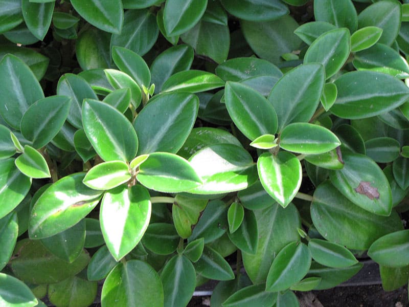 Peperomia Orba