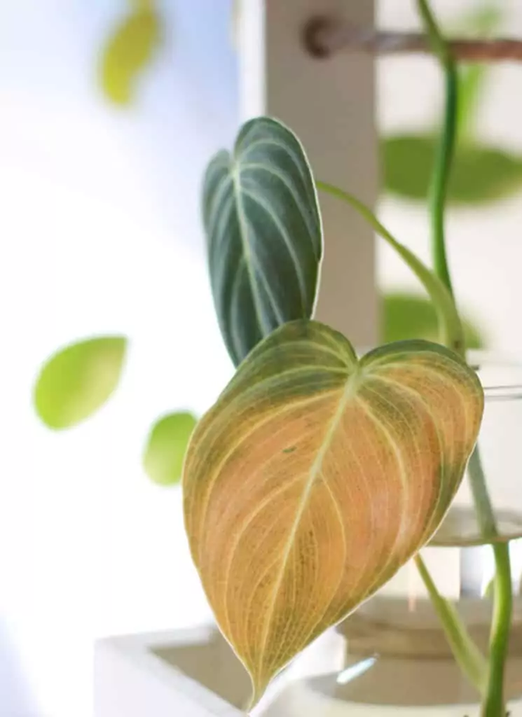 Philodendron