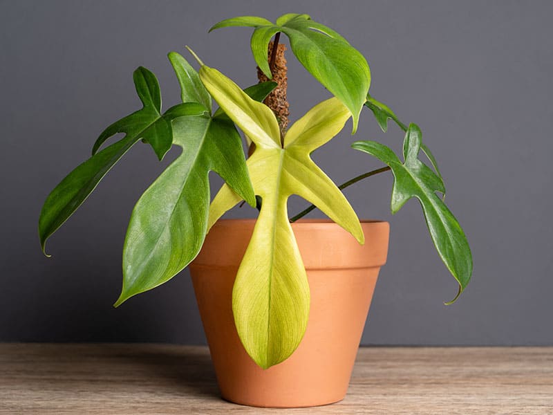 Philodendron Florida Ghost