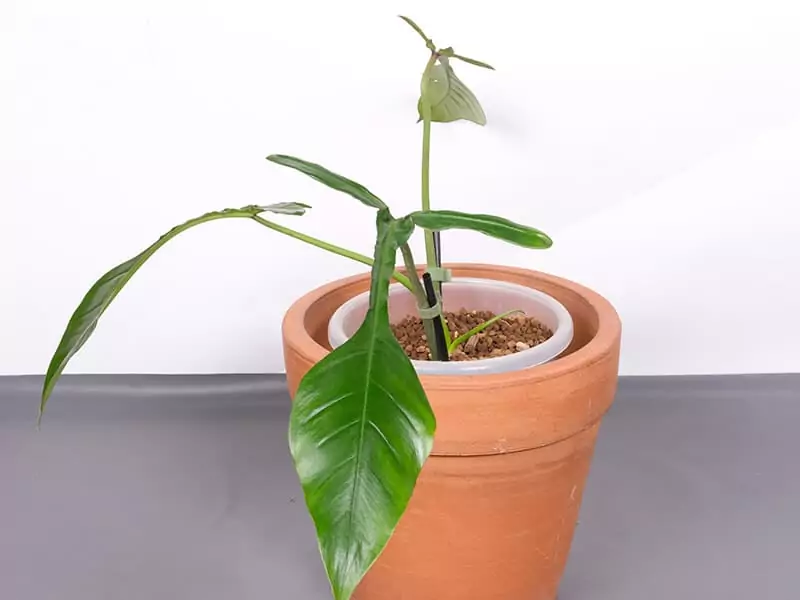 Philodendron Joepii