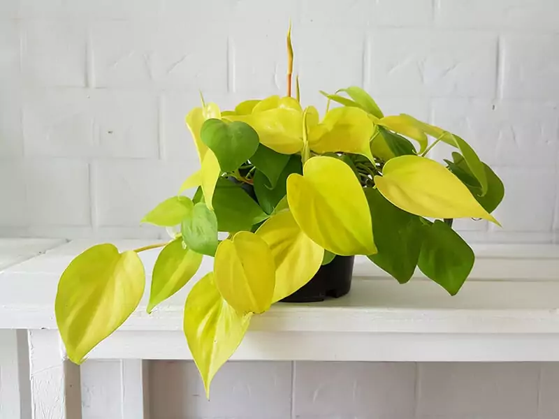 Philodendron Lemon Lime