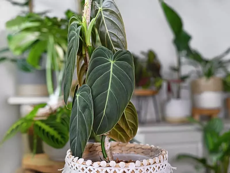 Philodendron Melanochrysum