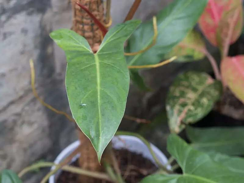 Philodendron Mexicanum