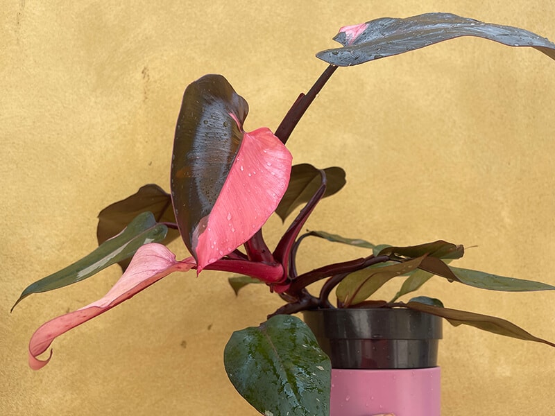 Philodendron Pink Princess