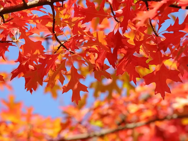 Pin Oak Leaves