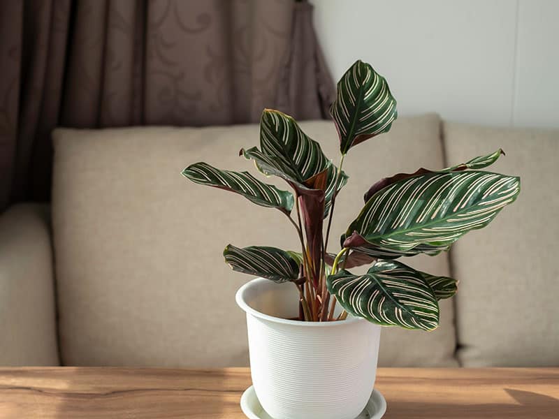 Pin-Stripe Calathea