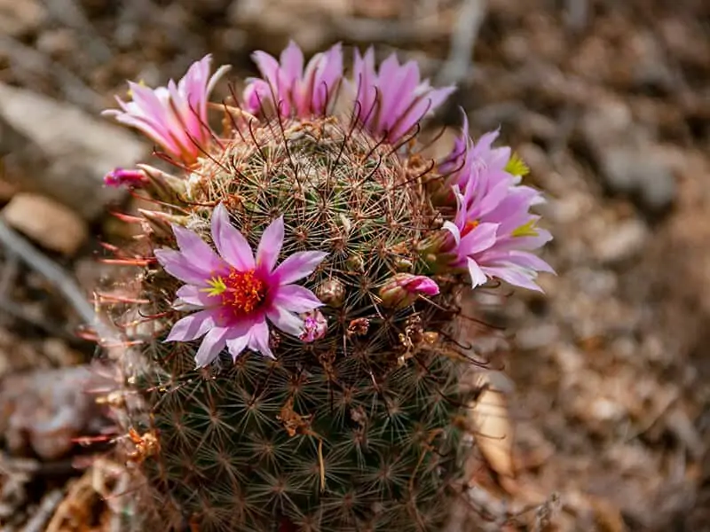 Pincushion Cactus