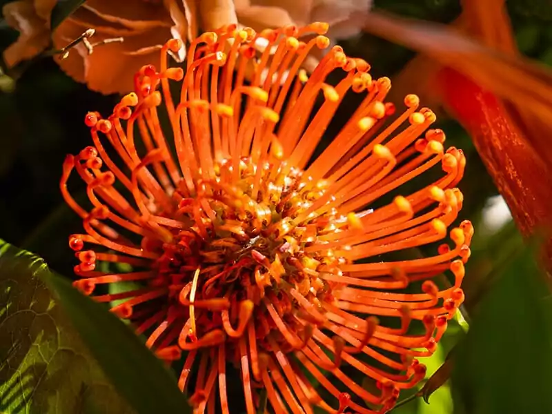 Pincushion Flower