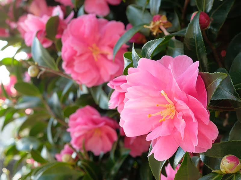 Pink Camellia