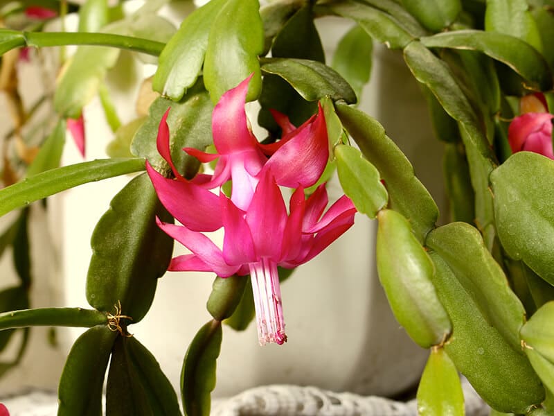 Pink Epiphyllum Flower