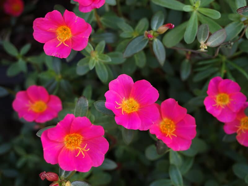 Pink Portulaca