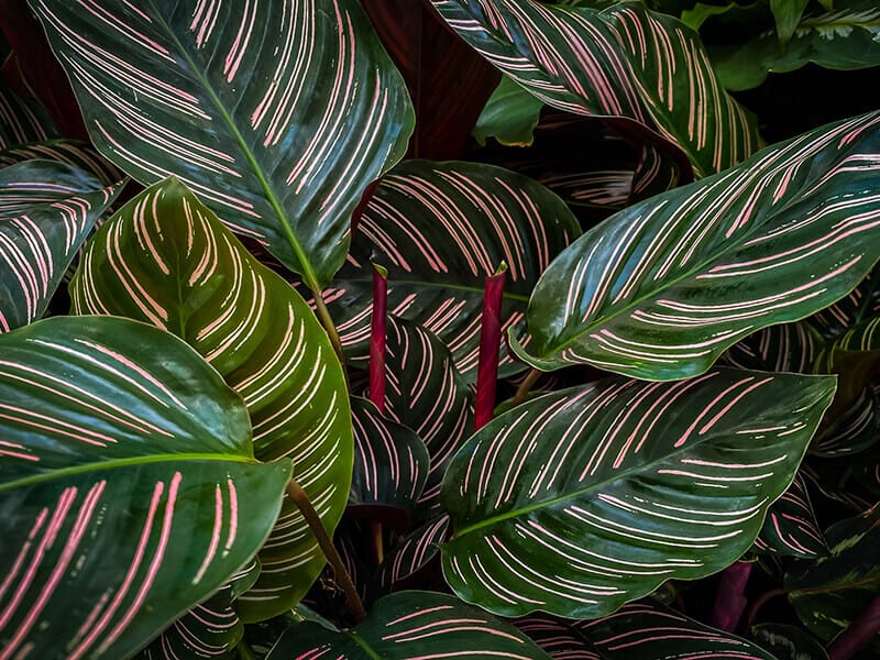 Pinstripe Calathea