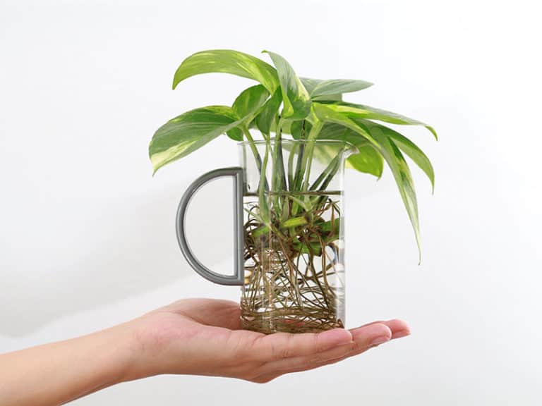 These Amazing 22 Plants Can Grow in Jars & Bottles 2024