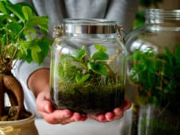 Plants In Bottles