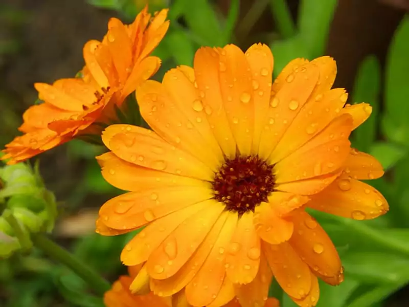 Pot Marigold