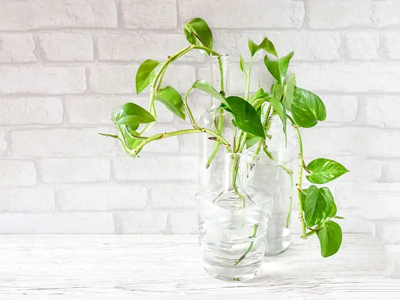 Pothos In Water