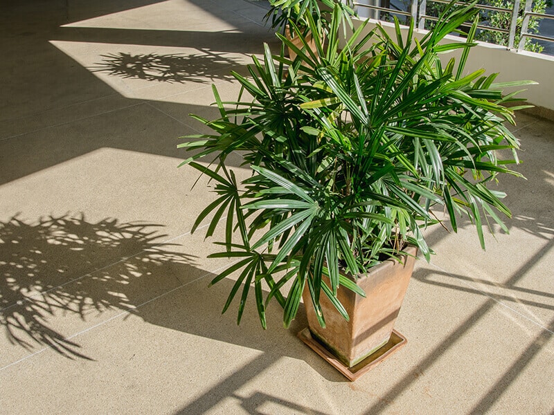 Potted Bamboo