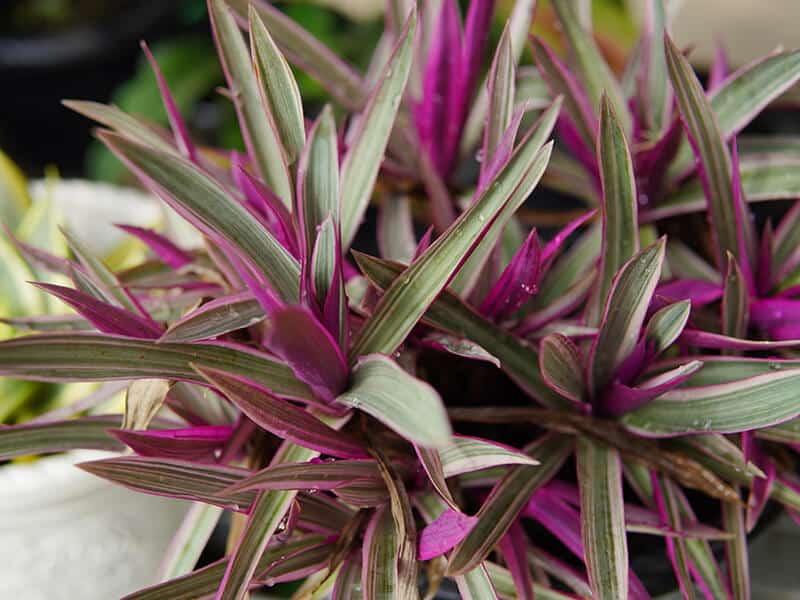 Purple Leaf Spiderwort