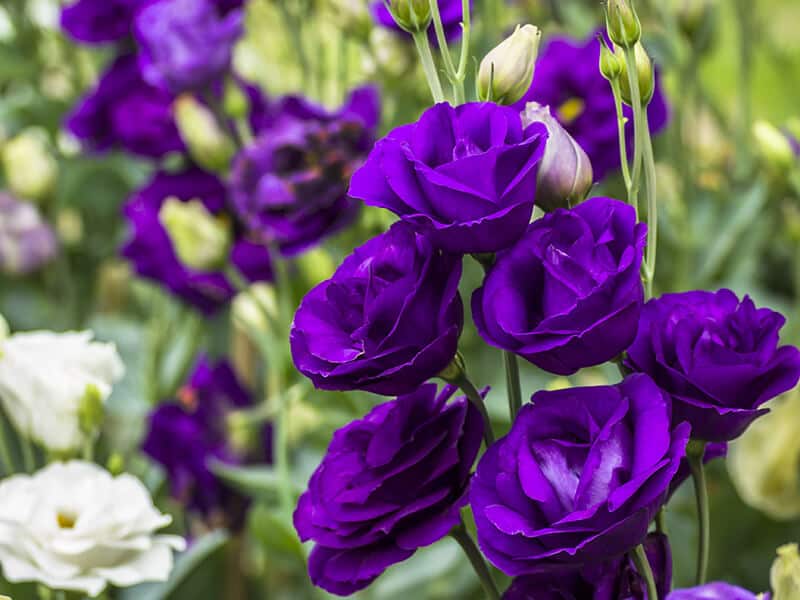 Purple Lisianthus