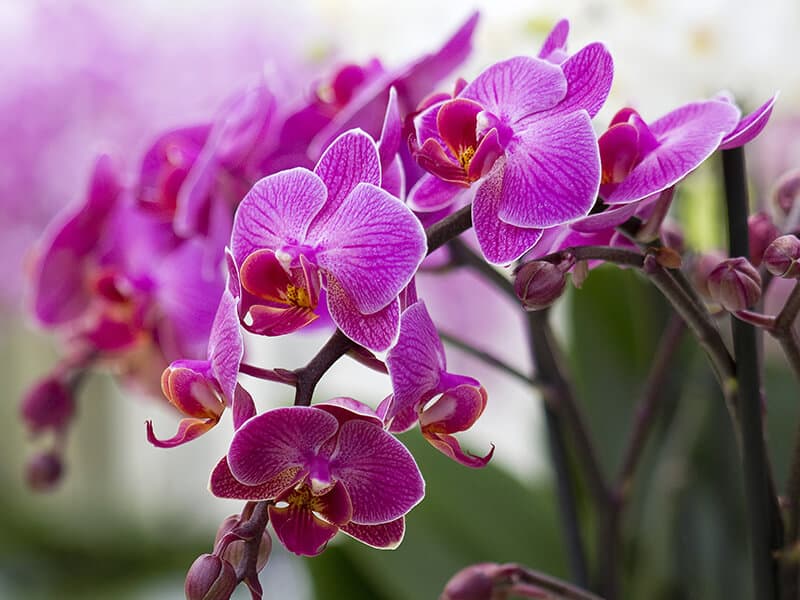 Purple Orchid