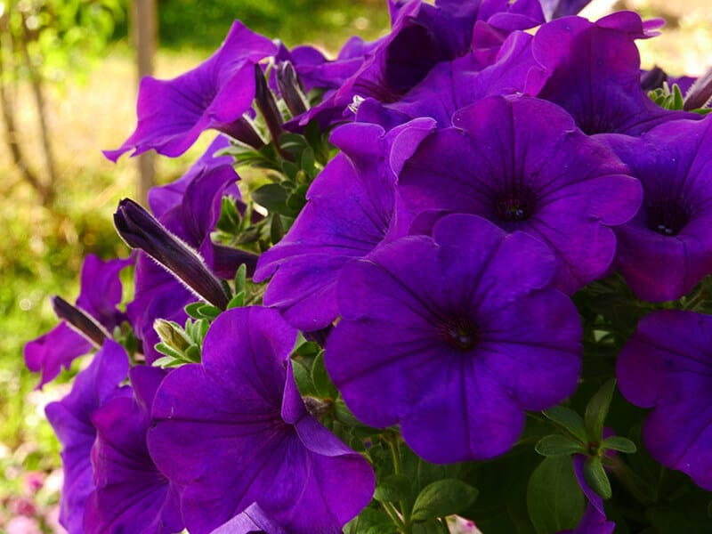 Purple Petunia