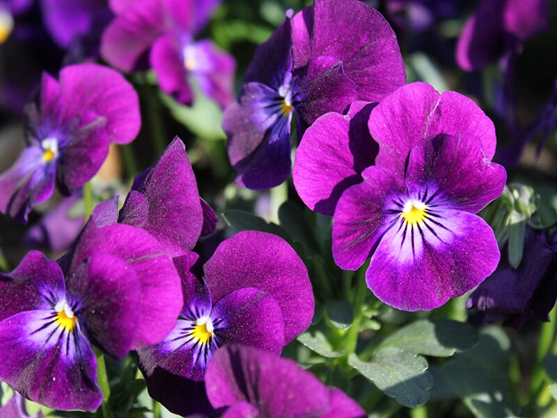 Purple Pansy