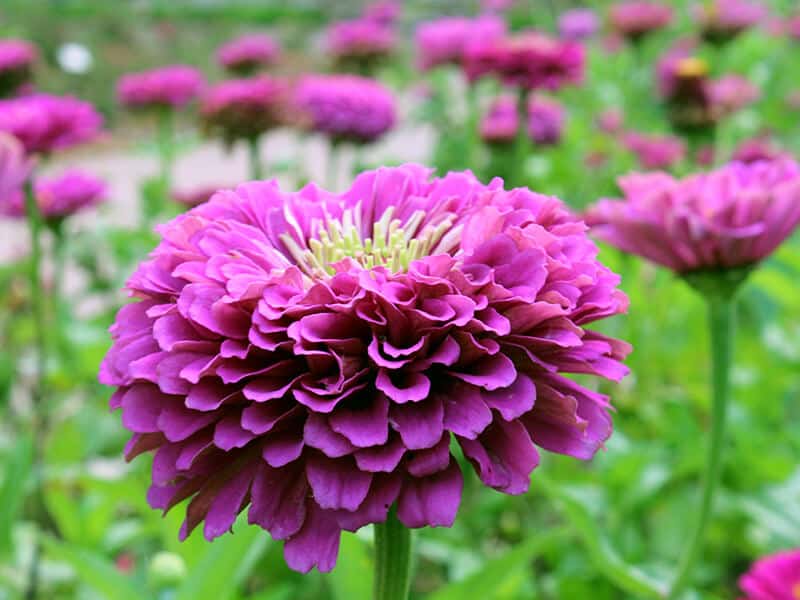 Purple Pink Zinnia