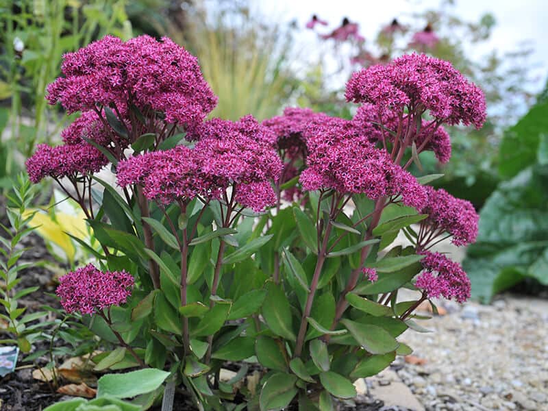 Purple Stonecrop